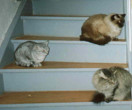 drei_katzen_treppe